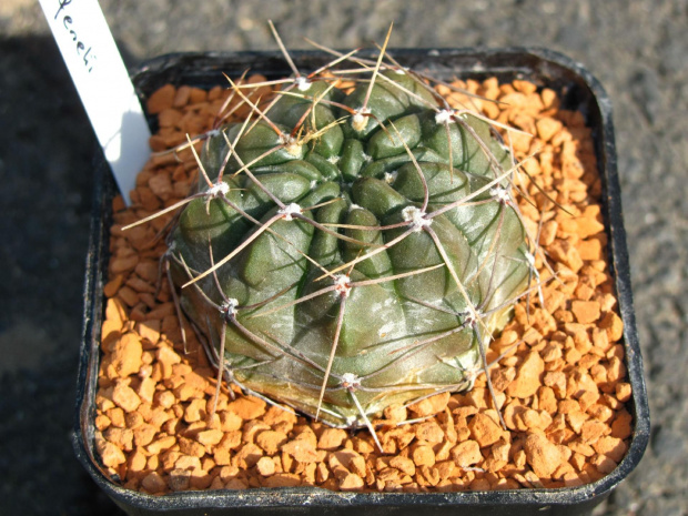 Gymnocalycium gibbosum v. fenelli