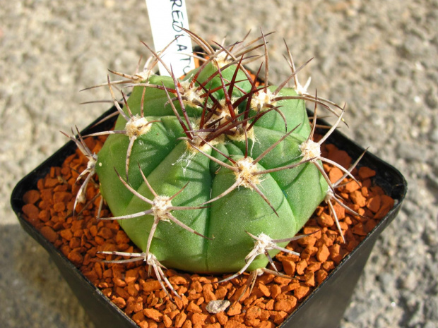 Gymnocalycium nigriareolatum P 159