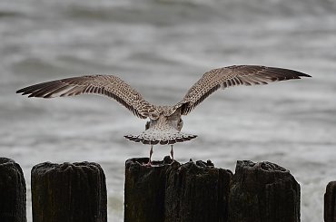 jeździec (lotnik?) bez głowy :) #ptaki #mewy