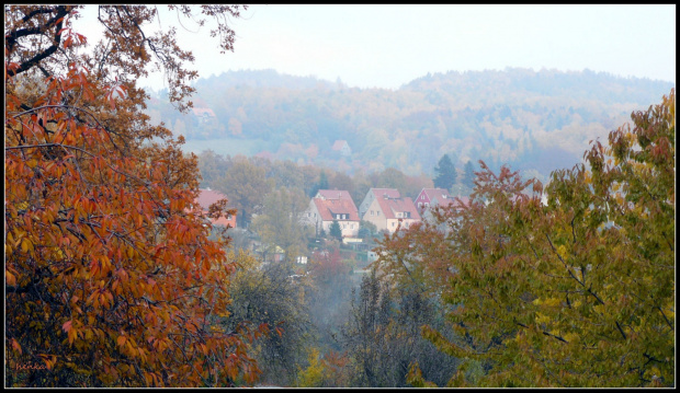 kolory jesieni w oddali we mgle #drzewa #jesień #kolory
