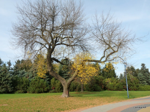 Park im. E. Szymańskiego