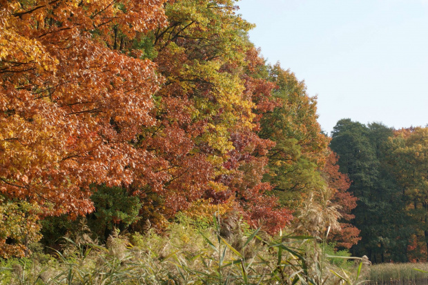 kolory jesieni #autumn #jesień #las #oak #przyroda #wood