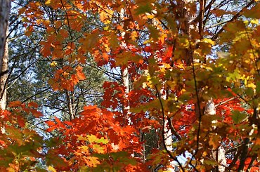 kolory jesieni #autumn #jesień #las #oak #przyroda #wood