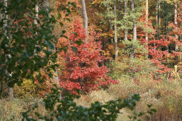 kolory jesieni #autumn #jesień #las #oak #przyroda #wood