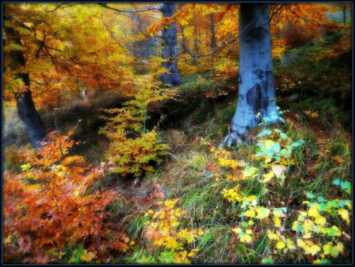 Las przy Srebrnej Drodze (szlaku fioletowym) z Przełęczy Walimskiej na Przełęcz Sokolą #DolnyŚląsk #drzewa #flora #góry #GórySowie #jesień #las #PrzełęczSokola #PrzełęczWalimska #SrebrnaDroga #Sudety #SzlakFioletowy #WielkaSowa