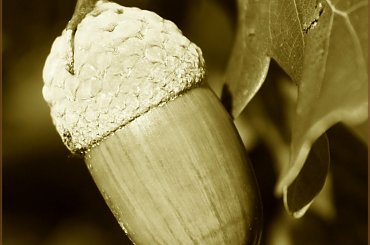 Żołądź ... w czapeczce :) #dąb #owoc #żołądź