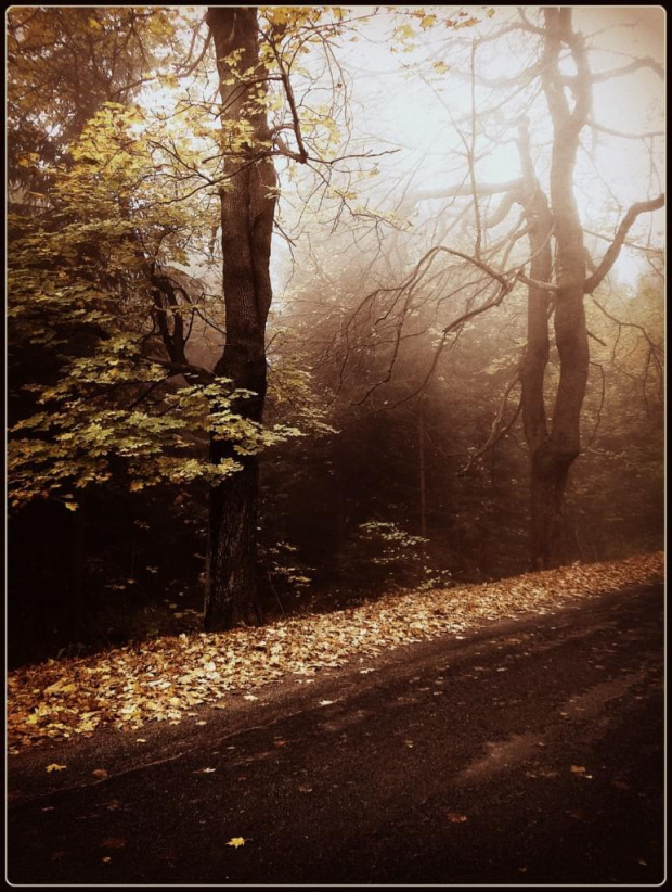 Przełęcz Walimska #DolnyŚląsk #drzewa #flora #góry #GórySowie #jesień #las #PrzełęczWalimska #Sudety #Walim