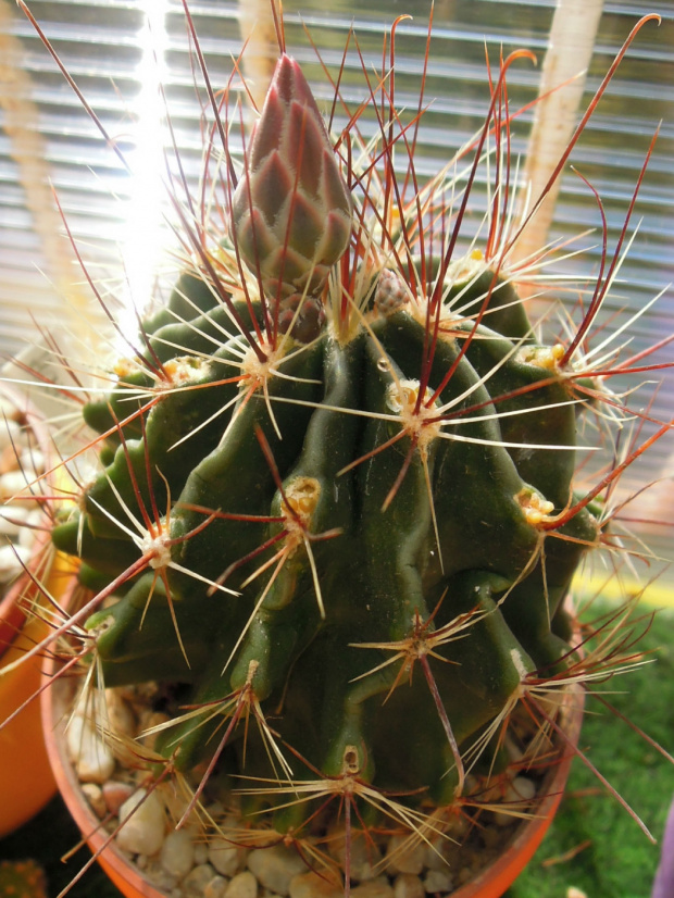 Hamatocactus