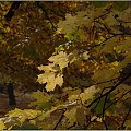 kolory jesieni w parku Podgórskim