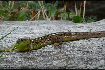 #MassinoVisconti #SanSalvador #Sanktuarium #Włochy