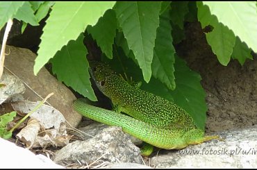 #MassinoVisconti #SanSalvador #Sanktuarium #Włochy