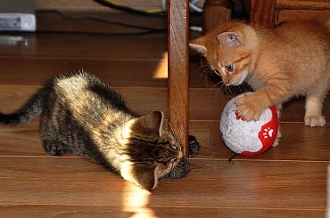 #Kociaki #koty #kotki