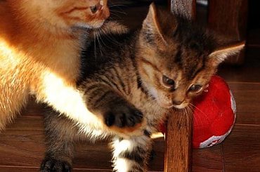 #Kociaki #koty #kotki