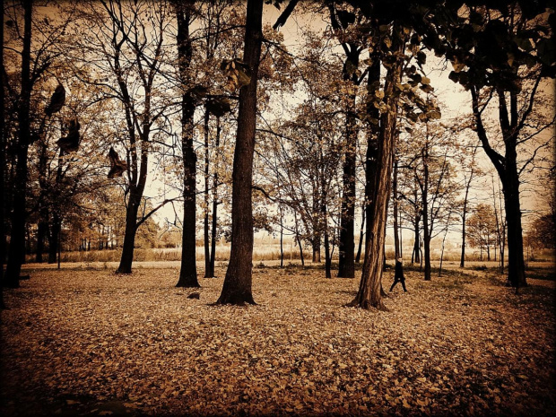 Park Saperów w Świdnicy #DolnyŚląsk #jesień #park #ParkSaperówWŚwidnicy #Świdnica