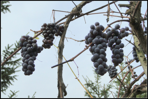Słodkie winogrona zostawione ptakom:)