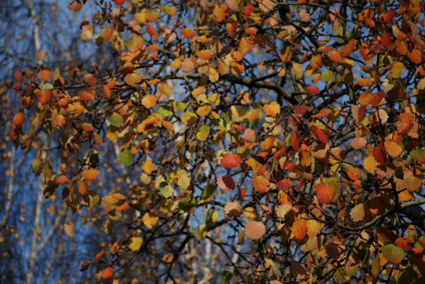 Kolory jesieni na osice