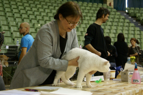 Dorszka w trakcie oceniania Dorian Snezhny Bars*RU (?) #WystawaKotówPoznań2013