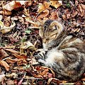 Myszka w listopadzie...jak dzień jest pogodny,to można jeszcze całkiem przyjemnie pospać w suchych liściach...