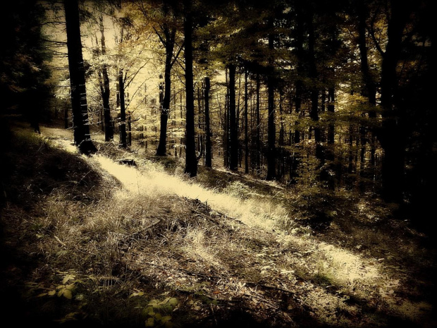 Las przy Srebrnej Drodze (szlaku fioletowym) z Przełęczy Walimskiej na Przełęcz Sokolą #DolnyŚląsk #drzewa #góry #GórySowie #jesień #las #PrzełęczSokola #PrzełęczWalimska #SrebrnaDroga #Sudety #SzlakFioletowy #WielkaSowa