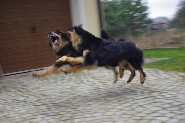latające psy