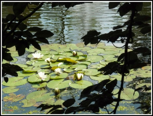 W Parku Szwedzkim zakwitły wodne lilie