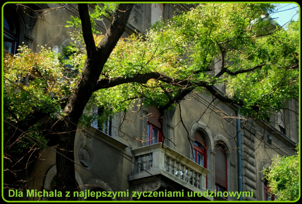 Dla Michała98 pocztówka z Budapesztu i kwiaty na drzewach :)