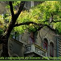 Dla Michała98 pocztówka z Budapesztu i kwiaty na drzewach :)