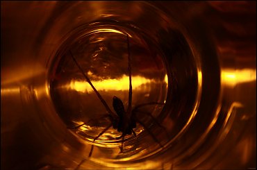 I - Gwiezdne wrota #GwiezdneWrota #DomoweInspiracje #pająk