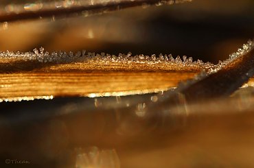 mroźnie #liście #natura #rosliny