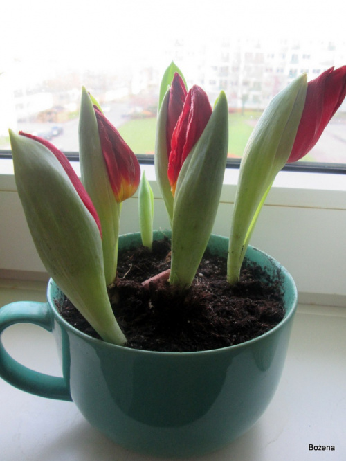świąteczne tulipany