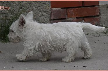 U Gosi #pies #podwórko #sznaucer #westie #wieś