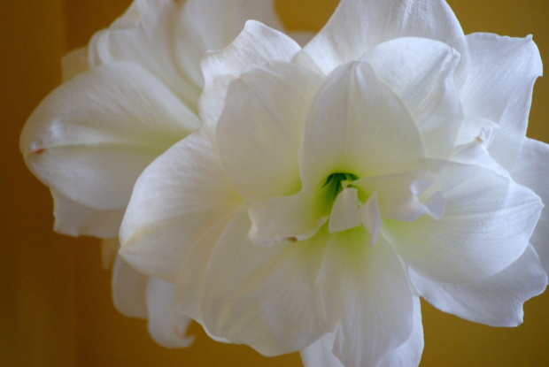 amaryllis #amaryllis #kwiat #biały