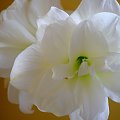 amaryllis #amaryllis #kwiat #biały
