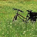 Rowerowo ... #koło #kwiaty #łąka #opona #rower