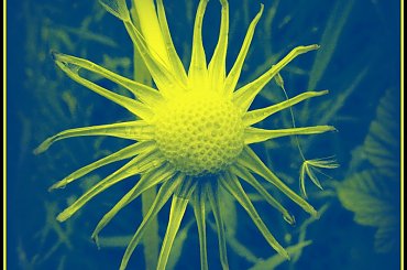 dmuchawce-jak słoneczko #kwiatki