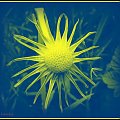 dmuchawce-jak słoneczko #kwiatki