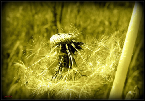 dmuchawce -w żółtej spódnicy #kwiatki