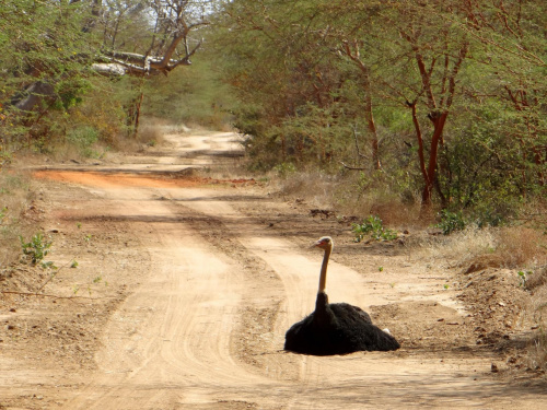 Senegal