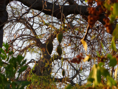 Senegal