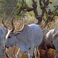 Senegal