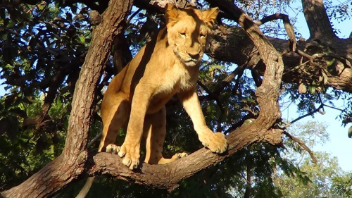 Senegal