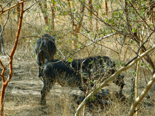 Senegal. Guźce #Senegal