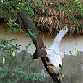 Senegal