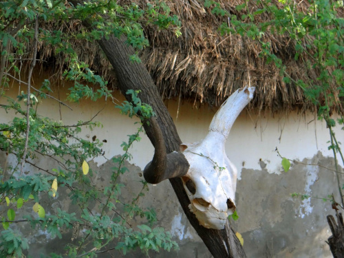 Senegal