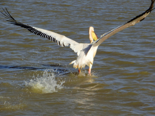 Senegal