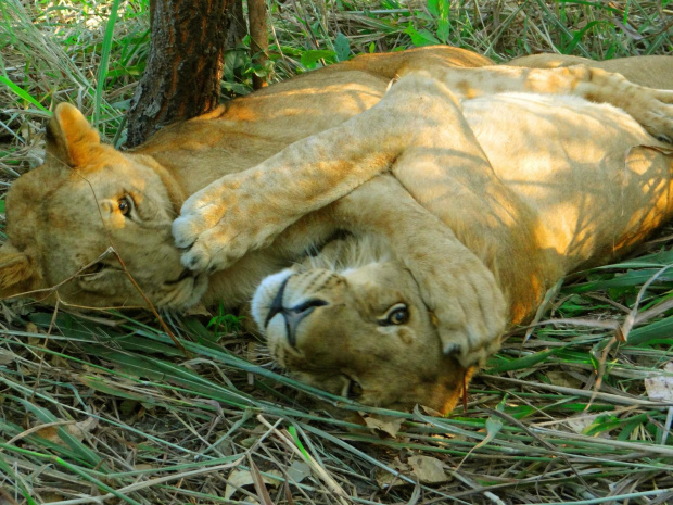 Senegal