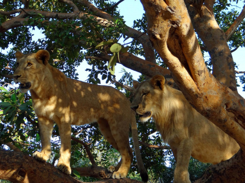 Senegal. Taily i Masaj #Senegal