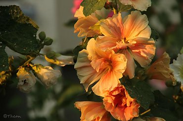 Malwy .... #kwiaty #lato #malwy