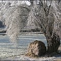 Mało tej Zimy w tym roku ale co nieco udało się pstryknąć :)