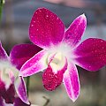 Bang Chang - zajazd przydrożny #azja #podróże #tajlandia #tropik #orchidea #storczyk